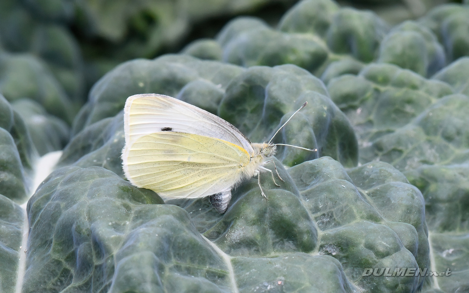 Cabbage White (Pieris rapae)
